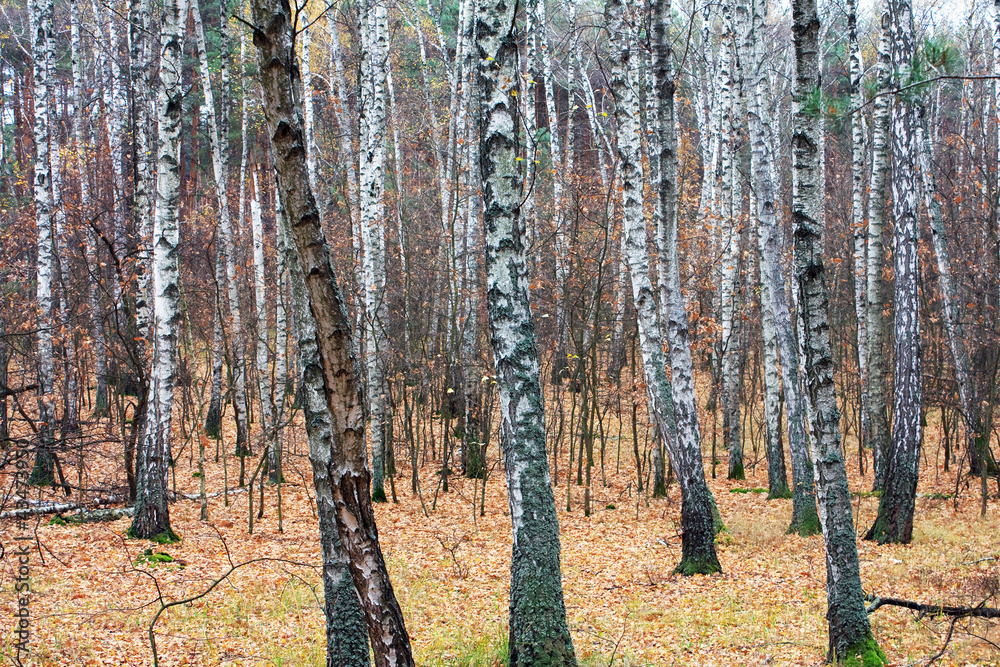 Forest is birch in autumn Forest is birch in autumn