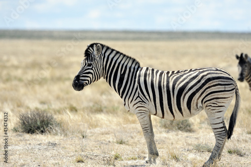 Zebra 2