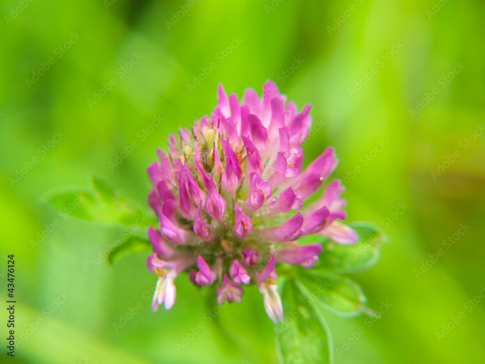 Closeup of pink clover flower, towards green Closeup of pink clover flower, towards green