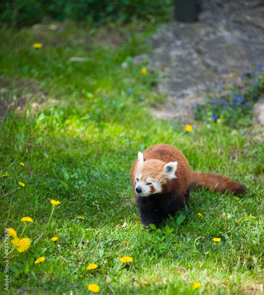 Obraz premium Curious red panda