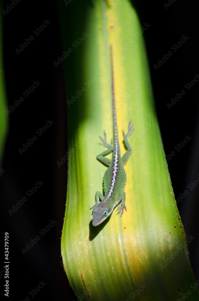 Fototapeta premium Green Anole on ti plant near Opaekaa falls
