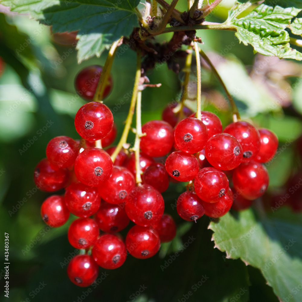 The currant (square) The currant (square)