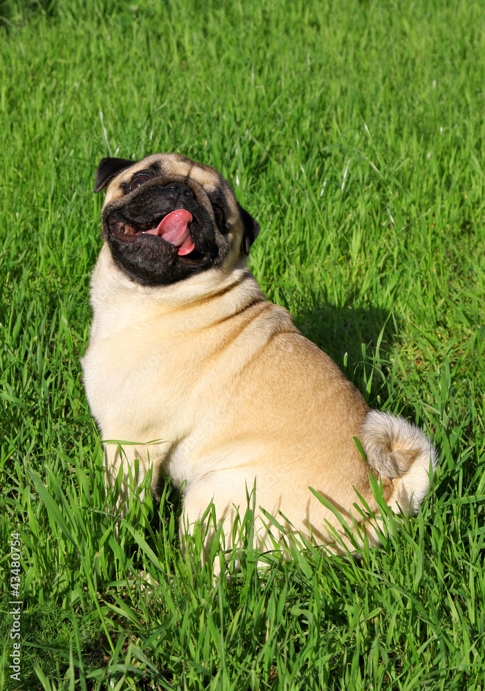 Dog Pug