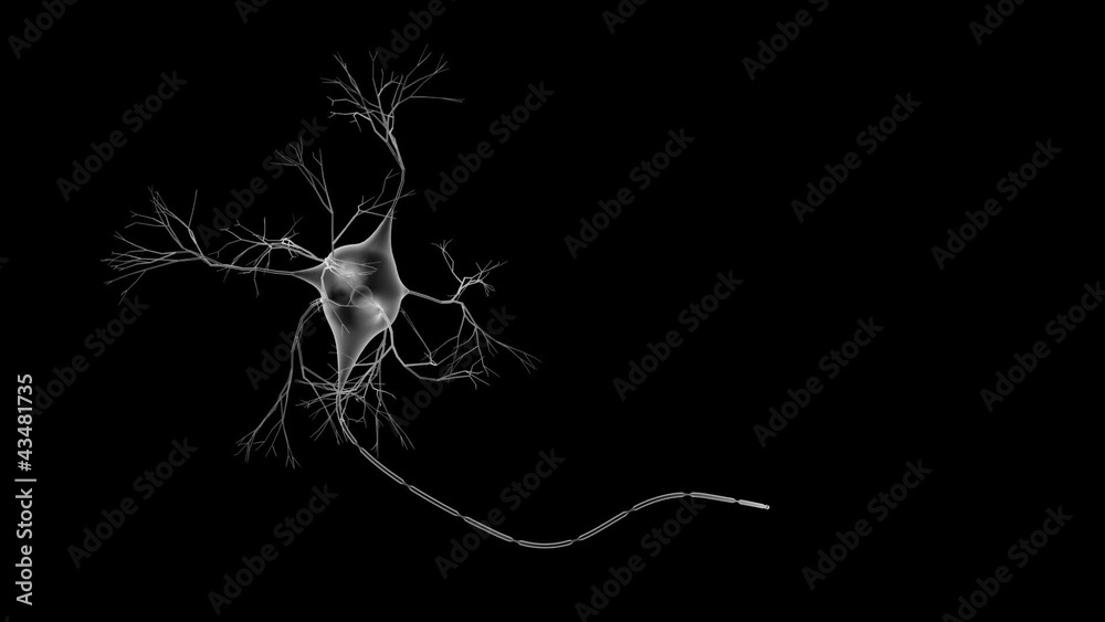 A single neuron growing, with labels.