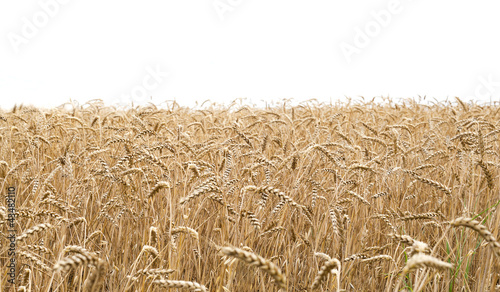 Wheat field and white background
