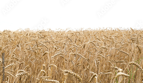 Wheat field and white background photo