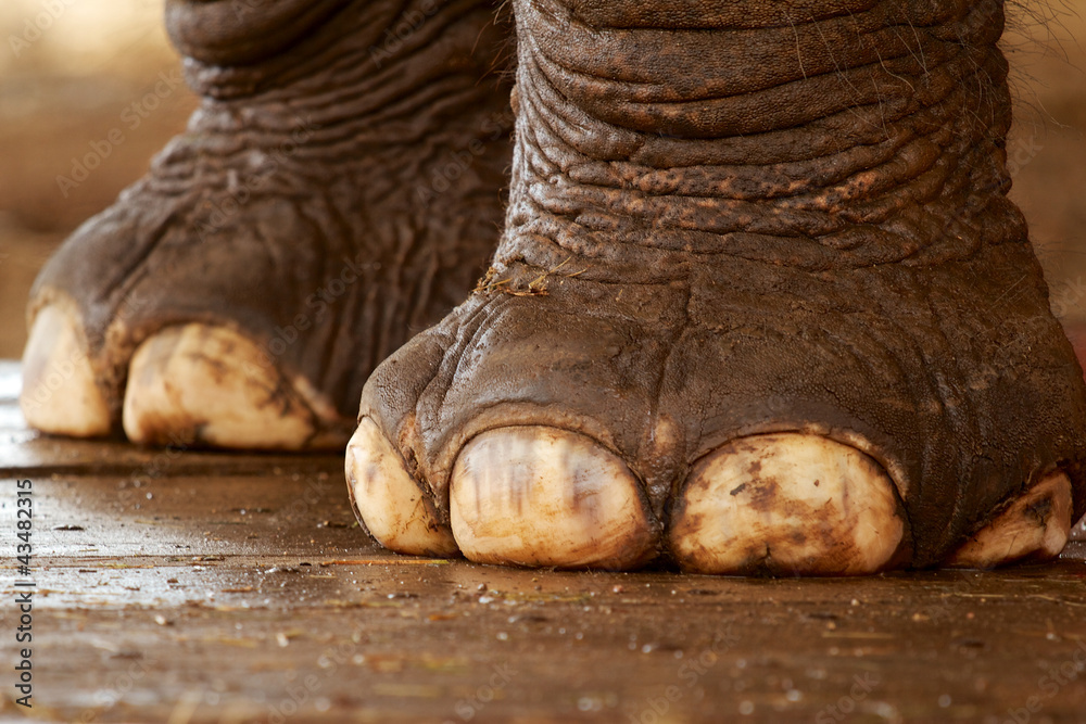 Fototapeta premium Elefantenfuss - Zehen