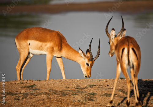 male impala
