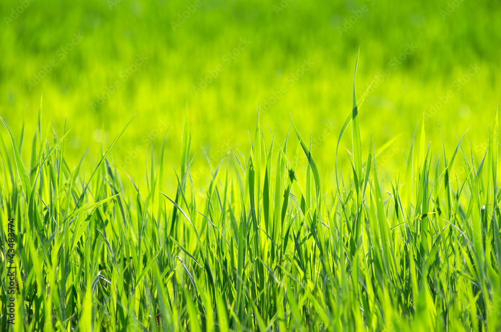Fototapeta premium green grass