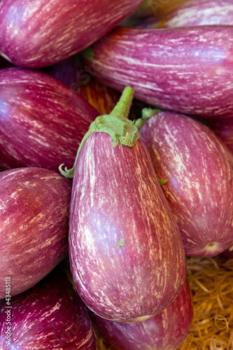 Wallpaper Mural Aubergines violettes Torontodigital.ca