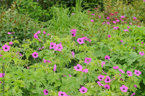 Brittany, le Jardin Lepage in Pleumeur Bodou photo