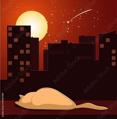 cat sleeping on windowsill