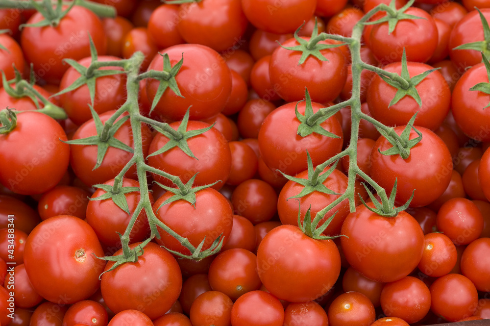 tomato on the vine