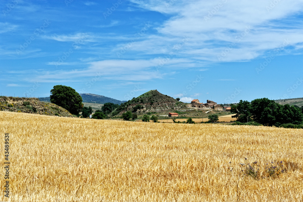 Rural landscape with wheat  fields and mountains. Sunset. Spain.