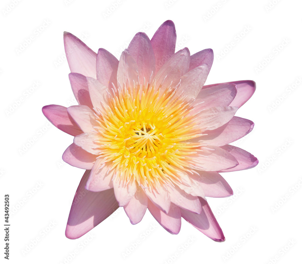 Water lily isolate on White background