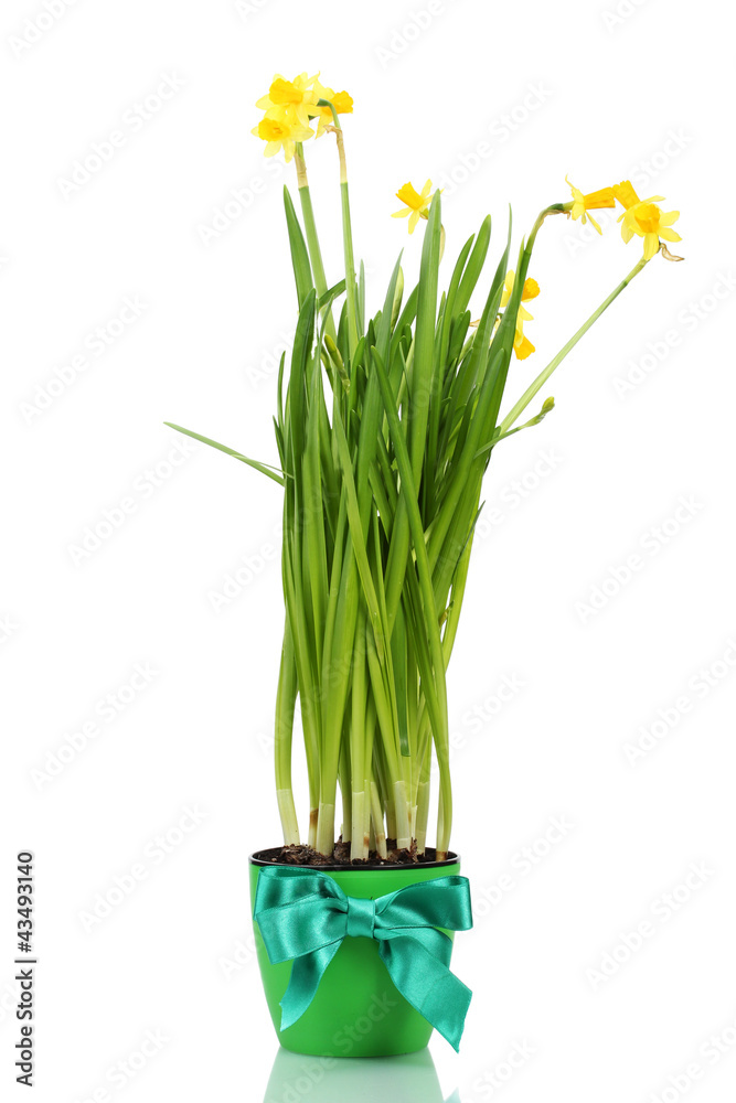 Fototapeta premium beautiful yellow daffodils in a flowerpot isolated on white