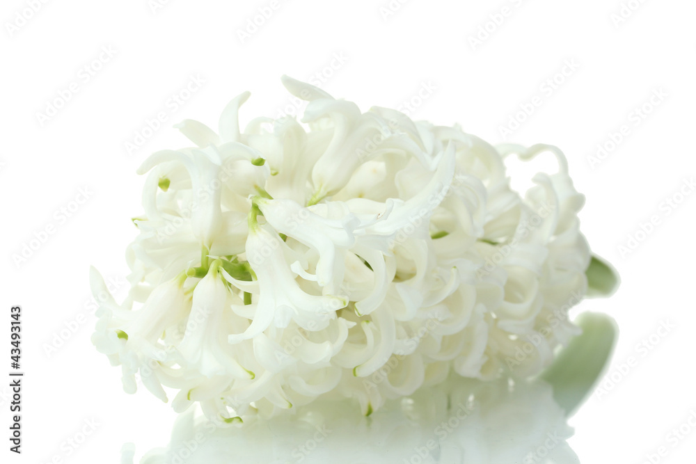 beautiful white hyacinth isolated on white beautiful white hyacinth isolated on white