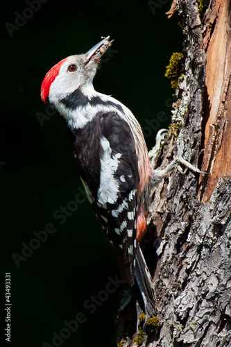 Mittelspecht mit Futter