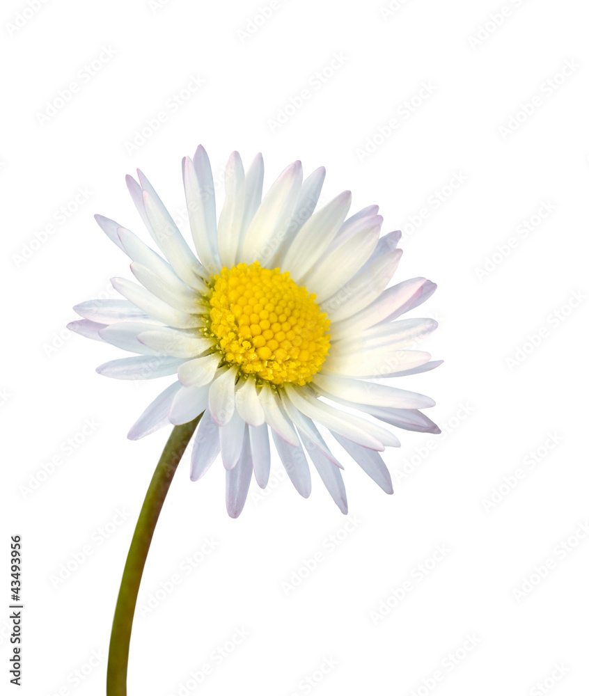 Fototapeta premium White common daisy flower isolated