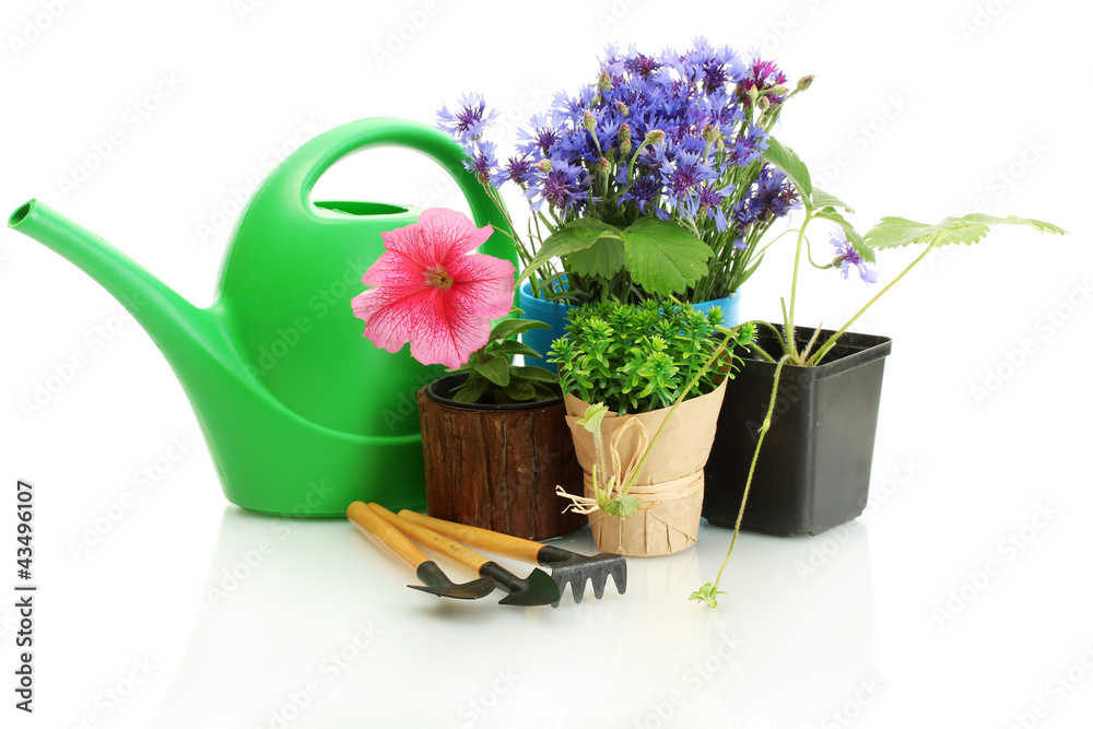 watering can,  tools and plants in flowerpot isolated on white