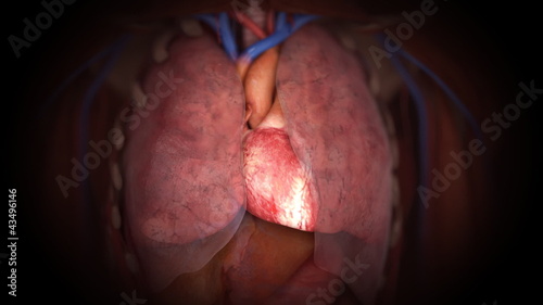 Human heart in action.