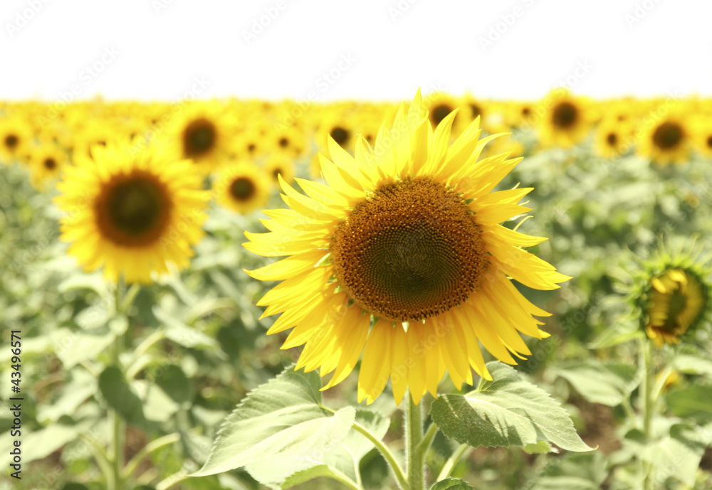 Sunflower field Sunflower field