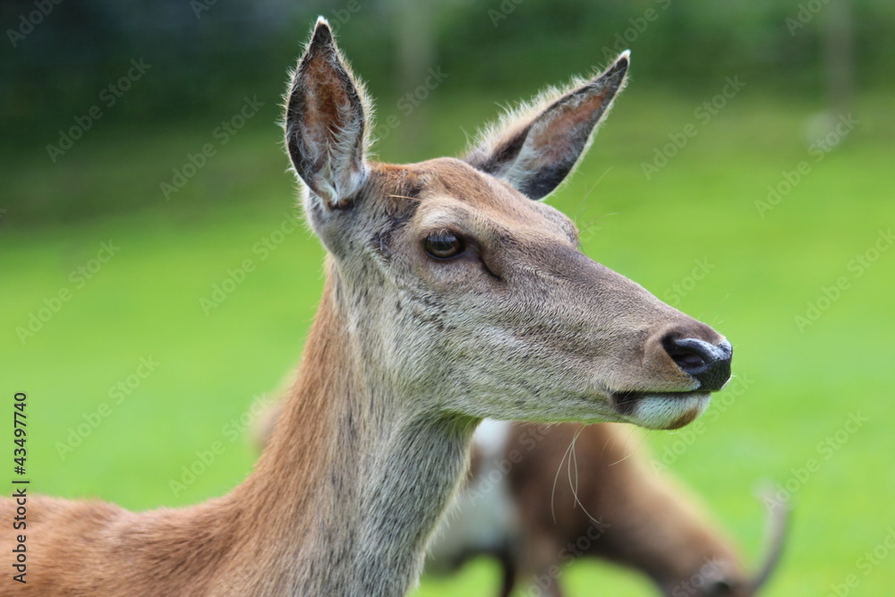 Fototapeta premium Fallow deer