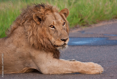 Fototapeta Naklejka Na Ścianę i Meble -  Male lion lying in a road