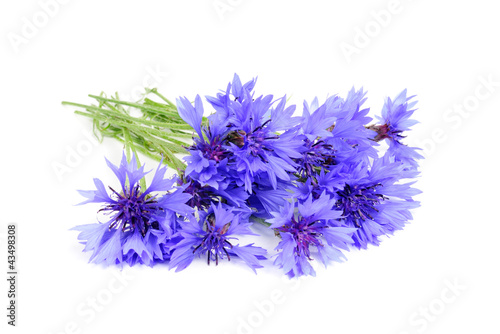Bouquet of Blue Cornflowers Isolated on White Background