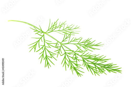 Green Southernwood  Artemisia Abrotanum  Branch