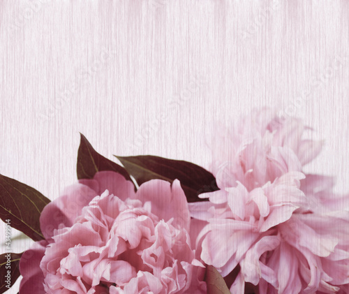 Three pink peonies on pink background