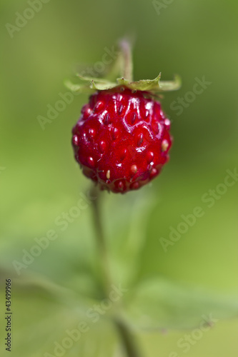 Wild strawberry, Fragaria vesca