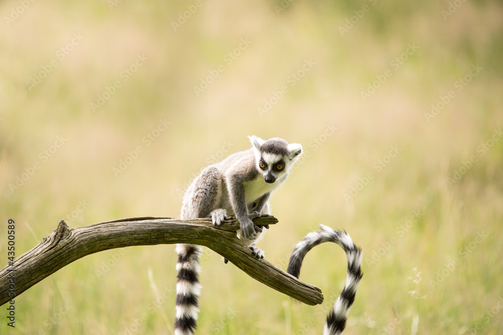 Obraz premium Lemur