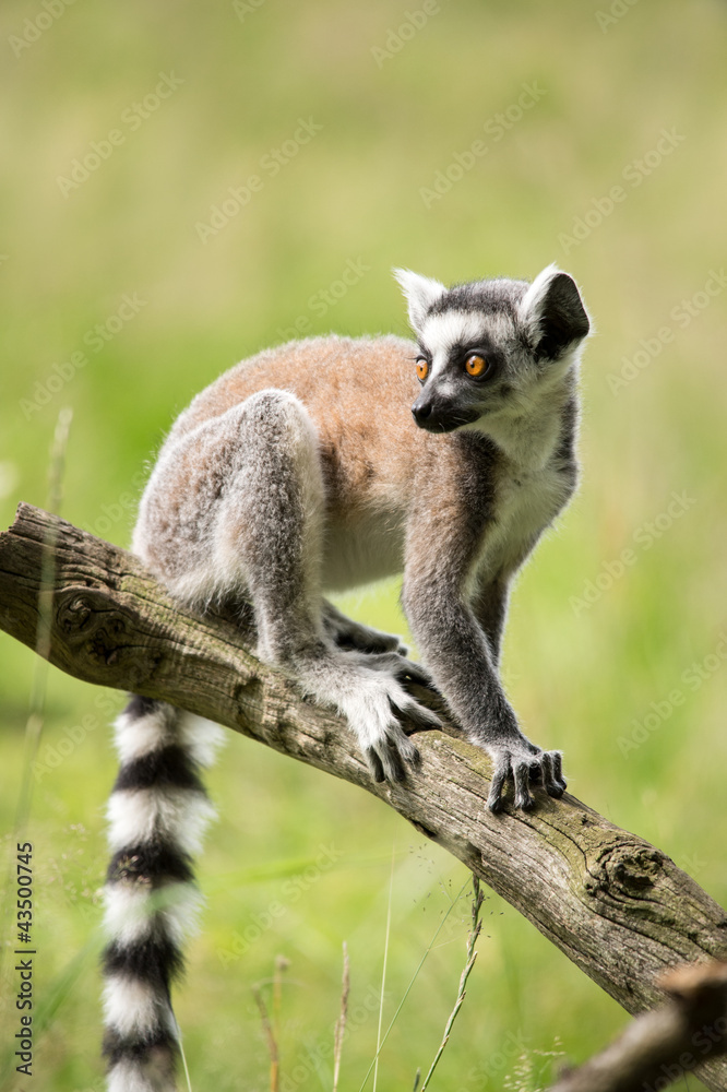 Obraz premium Lemur