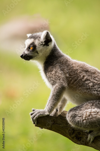 Lemur