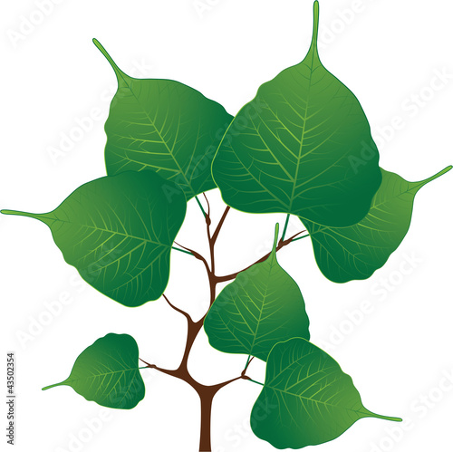 Branch with green leaves, vector illustration