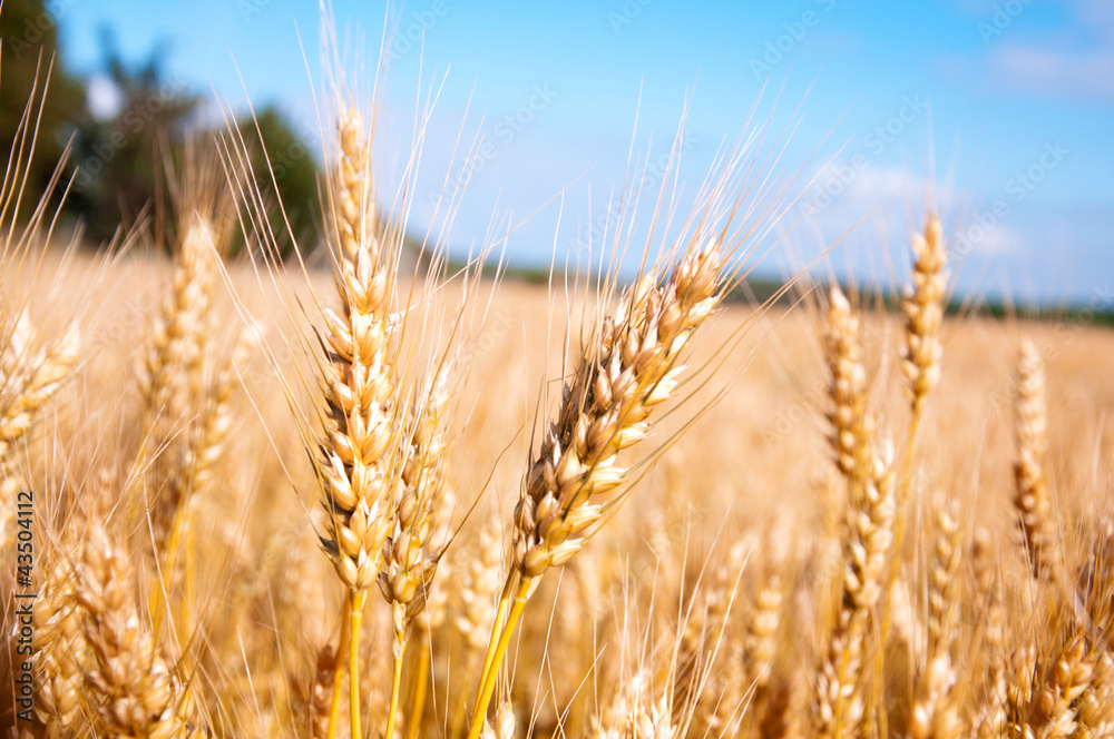 Golden wheat
