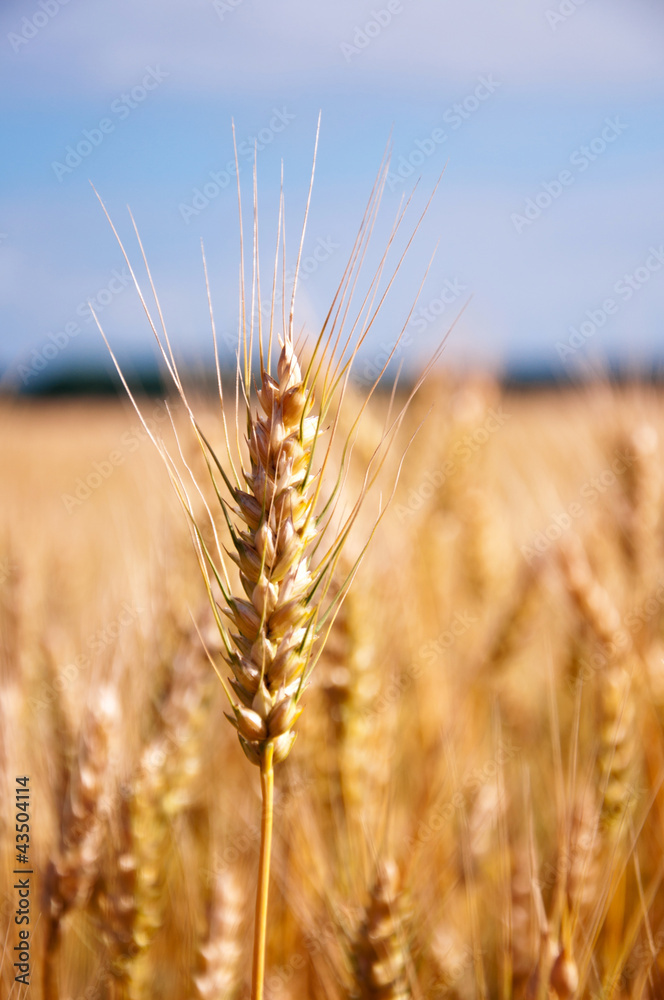 Golden wheat