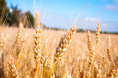 Obraz na płótnie Golden wheat w salonie
