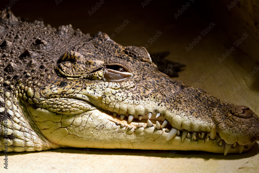 American alligator portrait in the zoo American alligator portrait in the zoo