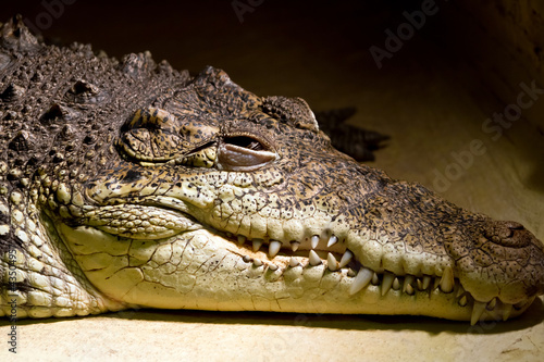 American alligator portrait in the zoo