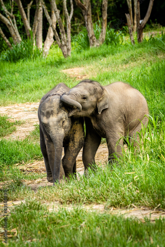 Two baby elephants playing in grassland field.