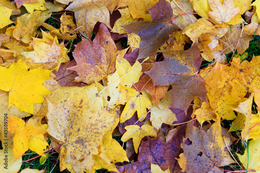 nice leaf in natur