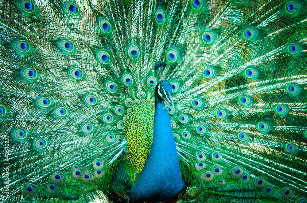 Naklejka premium Portrait of peacock with feathers out