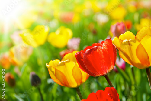 Colorful spring flowers tulips