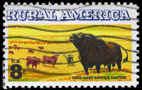 USA - CIRCA 1973 Cattle