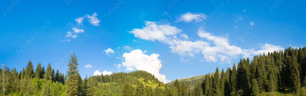 panorama of the nature of the fir and sky