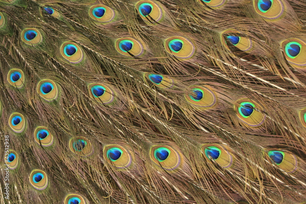Obraz premium Peacock feather pattern background