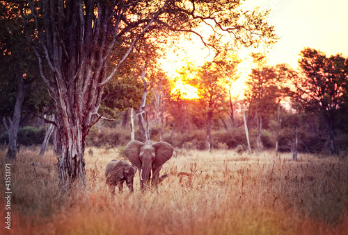 elephants in the African savannah at sunset. wild animals photo