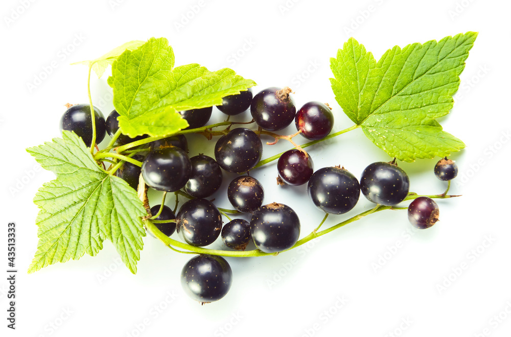 black currant black currant